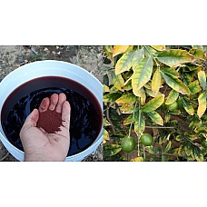 علاج اصفرار اوراق الليمون وتساقط أزهار و ثمار الليمون مع خدمة دعم لمدة 6 أشهرعلى واتس اب للإجابة على كل إستفساراتكم علاج اصفرار اوراق الليمون وتساقط أزهار و ثمار الليمون مع خدمة دعم لمدة 6 أشهرعلى واتس اب للإجابة على كل إستفساراتكم